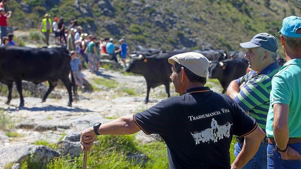 Ganaderos contemplan el paso de la manada durante una jornada de trashumancia de la raza avileña-negra ibérica, poco antes de la llegada del ganado a los descansaderos del puerto de El Pico, en Ávila. --ICAL