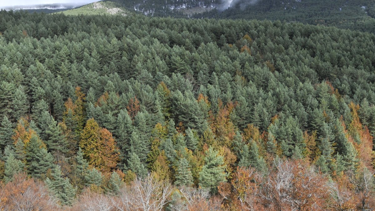El segundo cinturón contra incendios del Cañón protegerá 200.000 pinos. VALENTÍN GUISANDE