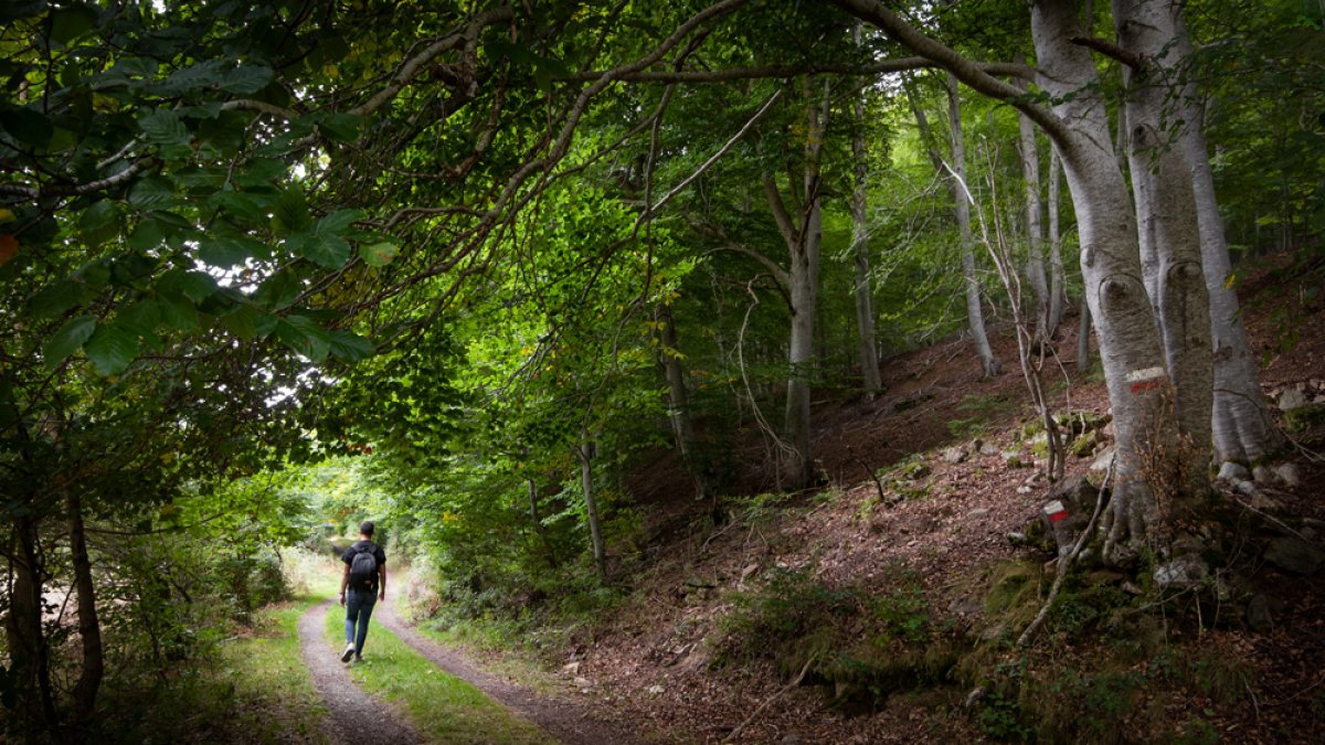 TURISMO: Hayedos en otoño, el bosque del verde al oro