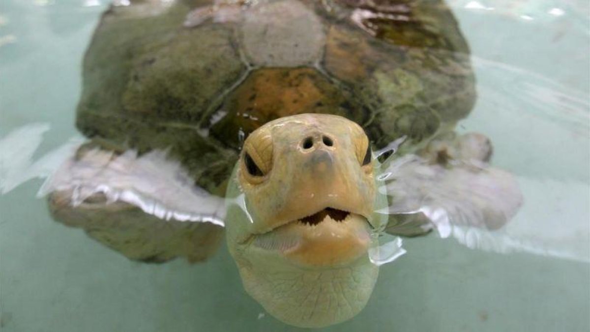 La tortuga Esperanza, en el primer hospital especializado en el cuidado de tortugas marinas-EL PERIÓDICO