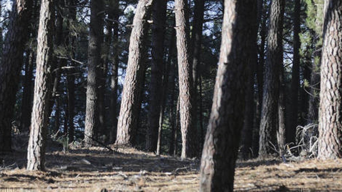 Una de cada tres hectáreas arboladas que hay en la provincia tiene sello de Gestión Forestal Sostenible PEFC España, esto es, está certificada. / ÁLVARO MARTÍNEZ-