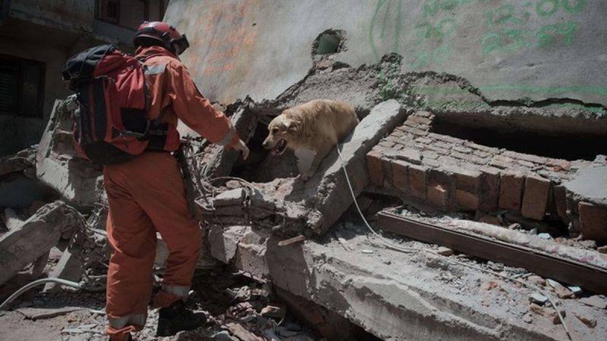 Un miembro del equipo de rescate polaco, acompañado por un perro, busca supervivientes entre los escombros, este viernes en Katmandú.-Foto: AFP / NICOLAS ASFOURI