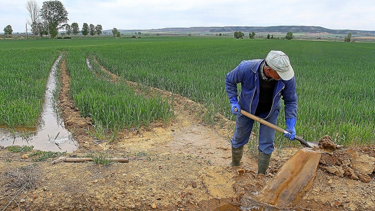 Un agricultor riega un campo de cereal en la localidad palentina de Amusco.- BRÁGIMO