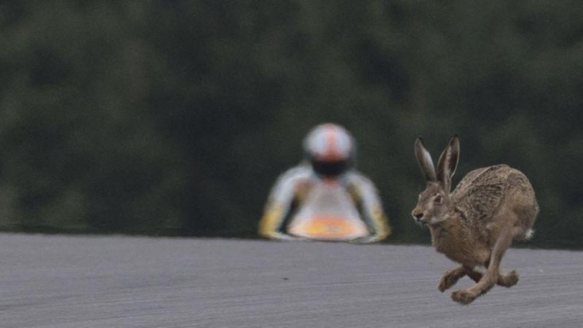 Una liebre cruza la pista de Spielberg, durante los entrenamientos de hoy del GP.-MIRCO LAZZARI