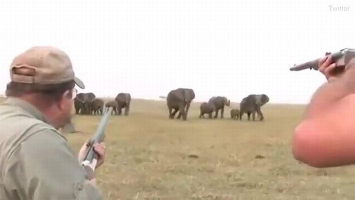 Cazadores disparan un elefante, lider de una manada y estos se revuelven-YOUTUBE