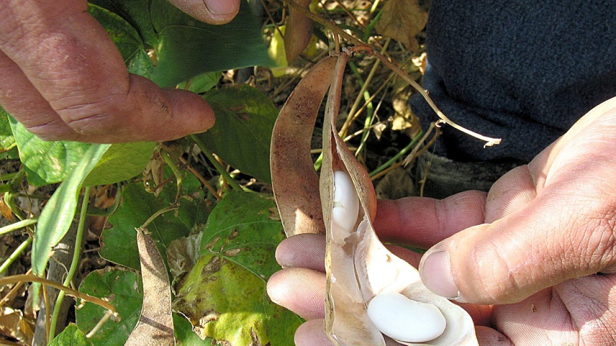 Un agricultor muestra el contenido de una vaina en una plantación acogida a la Indicación Geográfica Protegida Judías del Barco de Ávila. | M. Martín / ICAL