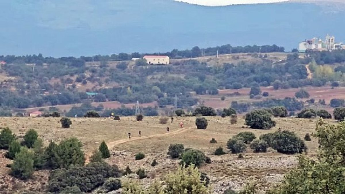 Golmayo acoge una edición más de la Subida al Palillo, una prueba de atletismo de montaña que a pesar de su juventud se consolida en el calendario soriano. Este año, además de atletas, los corzos también se han sumado a la carrera.