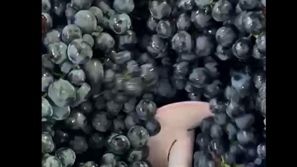 Es época de vendimia y la Ribera del Duero de Soria ya trabaja el fruto de la vid para convertirlo en su prestigioso vino. Es el caso de Bodegas y Viñedos de Postín, en Zayas de Báscones, que en este vídeo resume un proceso que nace en el campo, pasa por la bodega y termina en la botella.