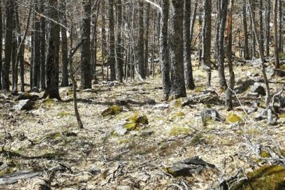 Bosque de rebollo en la provincia de Soria.