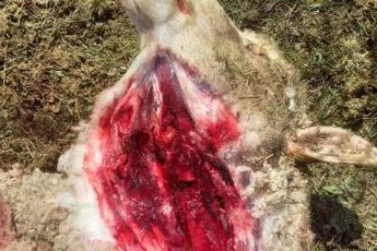 Oveja muerta en Oncala.