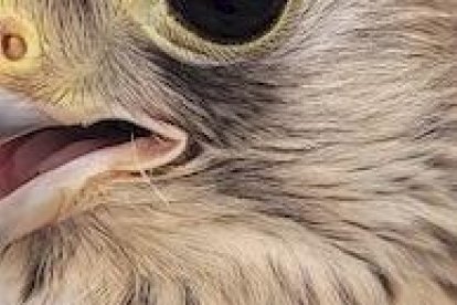 Los agentes medioambientales cuidaron hasta su recuperación a los animales
