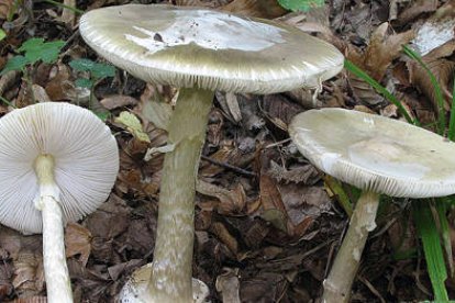 Ejemplares de Amanita Phalloides. -