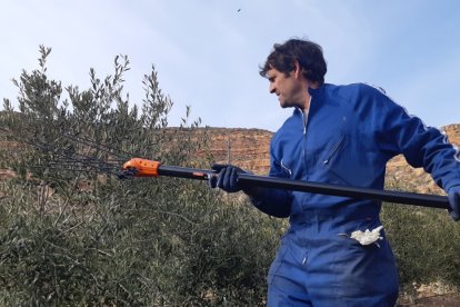 Jesús Bailón recoge aceituna de sus olivos. HDS