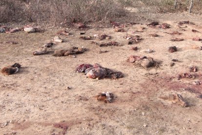 Restos de animales aparecidos el domingo cerca de Pedrajas.-GONZALO MONTESEGURO