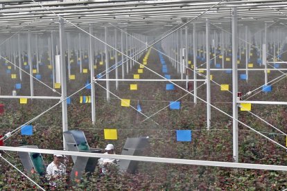 Trabajadores de Aleia Roses en las instalaciones de la empresa en Garray. MARIO TEJEDOR