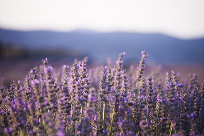 Lavanda en Soria.-M.G.