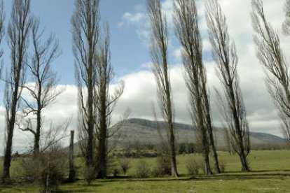 Entorno de Valonsadero donde se desarrollará parte del proyecto CO2Cero. / FERNANDO SANTIAGO-