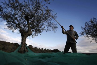 Un agricultor varea uno de los olivos en una plantación durante la recoleccción de la aceituna en la provincia de Salamanca.-- ENRIQUE CARRASCAL