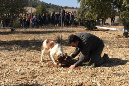 Un participante en el concurso de búsqueda de trufa con perro.-D.S.