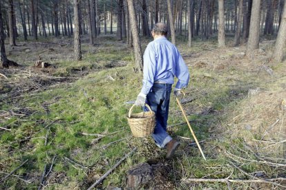 Recolectores de setas durante esta campaña en la que han abundando las setas pero también las restricciones a la movilidad de otros territorios.