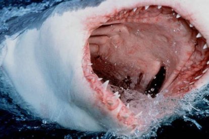 Un gran tiburón blanco se lanza a la superficie del agua mostrando sus afilados dientes.-Foto: AP / TOM CAMPBELL