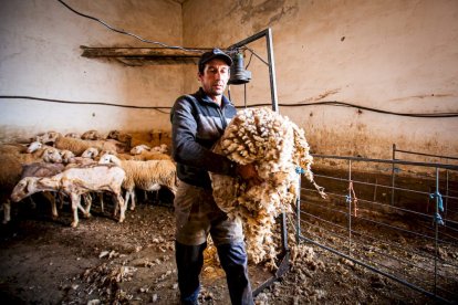 Esquilado de ovejas en Soria. MARIO TEJEDOR (29)