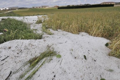 Efecto del pedrisco en una finca.-Valentín Guisande