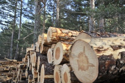 Troncos de madera apilados.-HDS