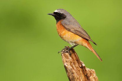 Colirrojo real.-Mark Caunt. Seo BirdLife