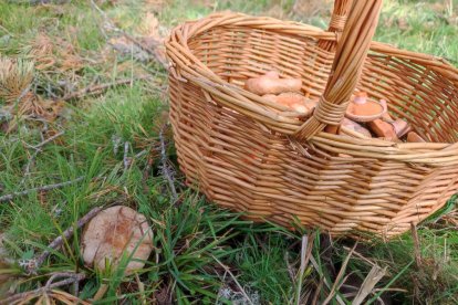 Una cestita de níscalos en un pinar de Soria en este mes de noviembre. A.C.