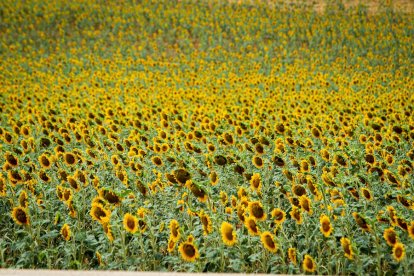 Campos de girasol dañados tras la granizada de Peroniel - MARIO TEJEDOR (18)