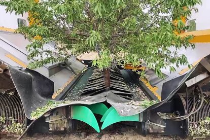 La cosecha de las almendras en Almaluez se ha adelantado quince días por el calor