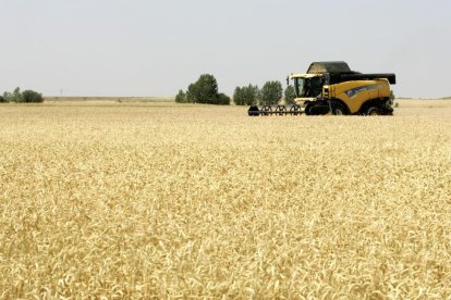 Labores de cosecha en un campo de trigo. HDS