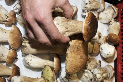 Boletus, en una imagen de archivo-Valentín Guisande