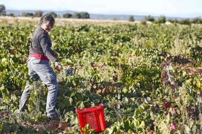 Vendimia en los viñedos de la bodega leonesa Fuentes del Silencio. / ICAL