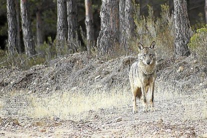 Un lobo en plena naturaleza-EL MUNDO