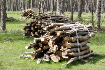 Fardos de madera en un monte soriano.-VALENTÍN GUISANDE