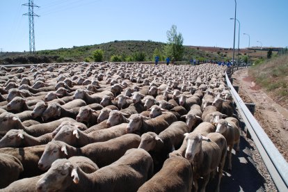 La trashumancia regresa a Soria este viernes.-HDS