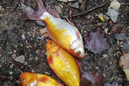 Ejemplares extraídos en la cascada de Fuentetoba (Soria). HDS