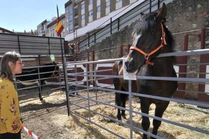 Caballo de las Fuerzas Armadas en una feria de Soria-V. GUISANDE