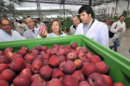 La consejera de Agricultura, Milagros Marcos, conoce el proceso de selección de las manzanas en la central de Nufri-V.G.