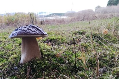 Los boletus también son una apreciada "presa" en primavera. HDS