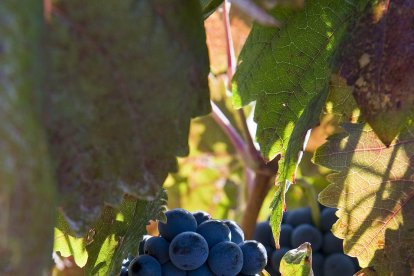 Viñedos de Protos en la D. O. Ribera del Duero. PROTOS