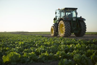 Florette espera cosechar unas 4.500 toneladas de vegetales en Olmillos (Soria) en esta campaña. HDS