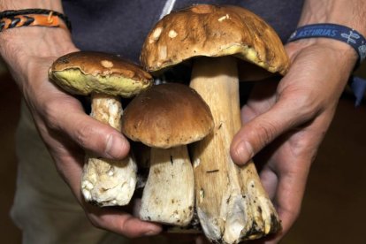 Un recolector local sostiene ejemplares de boletus.-HDS