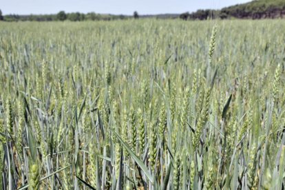 Tierras de cultivo de cereal.-A. M.