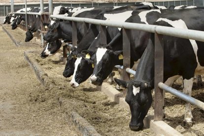 Vacas alimentándose en una explotación ganadera. HDS