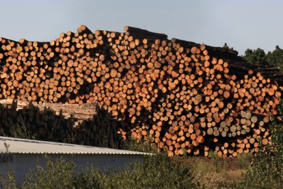 Madera de un aprovechamiento forestal - Mario Tejedor