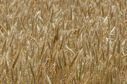 Campos de cereal en la provincia de Soria. HDS