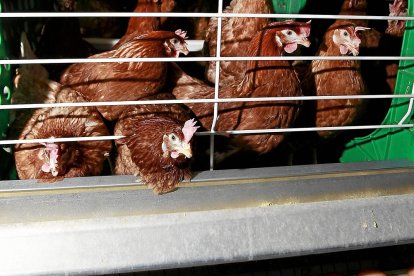 Gallinas ponedoras en una granja avícola de la Comunidad Autónoma. / J. M. LOSTAU